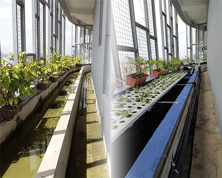 Comparison of the Bandar Utama Aquaponics Project showing the surfaces before and after the application of FRP lamination, highlighting the improved durability and waterproofing.