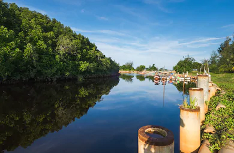 Pulau Kukup Wetland